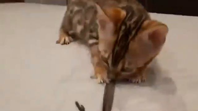 Питомник бенгальских кошек. 