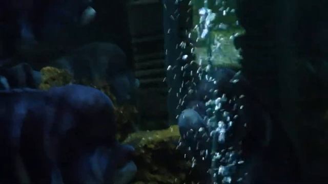 Лобастая цифотиляпия-зебра / Обыкновенный Анцистр смотреть онлайн