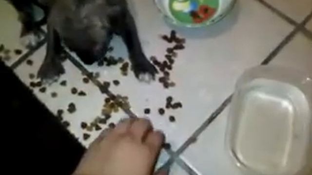 Brindle Pitbull Puppy. "KARMA" Chomping on her food. смотреть онлайн