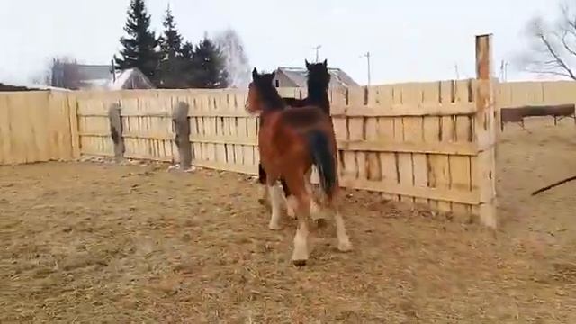 Владимировские кобылки 2020г НЕ ПРОДАЁТСЯ. смотреть онлайн