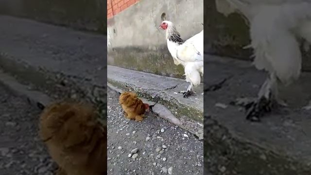 Карликовый Кохинхин .палевый цвет смотреть онлайн