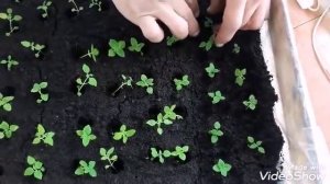 Павловния  из семян,  пикируем рассады  в ящики.