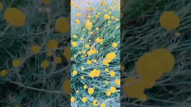 Santolina chamaecyparissus é uma espécie de planta com flor pertencente à família Asteraceae. смотреть онлайн