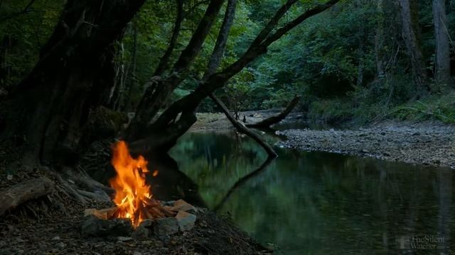 Как разводить драцену в домашних условиях? смотреть онлайн