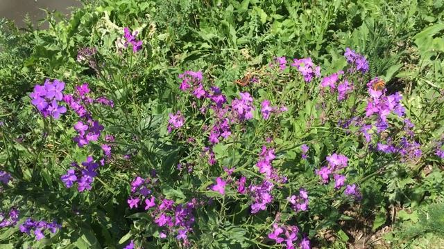 Релаксация. Звуки природы. Цветы. смотреть онлайн