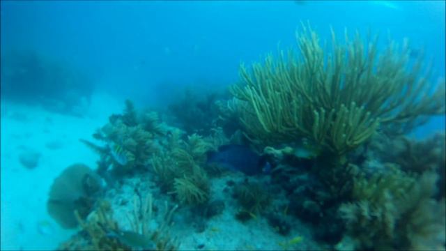 Snorkeling Looe Key 08/11 смотреть онлайн