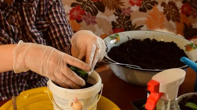 Низкорослая эустома. пересадка на постоянное место . смотреть онлайн