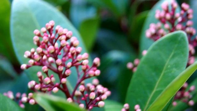 Skimmia japońska/japonica Rubella cz.2 - part 2 смотреть онлайн