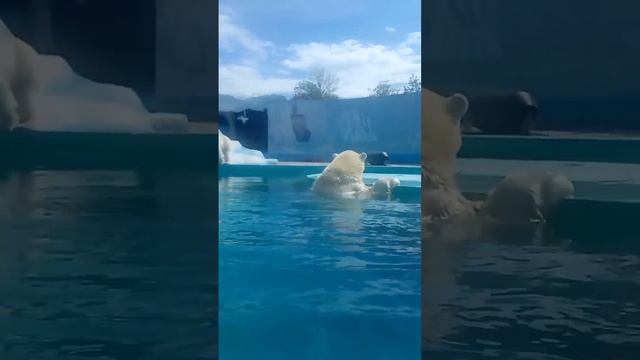 Зоопарк Нижний Новгород смотреть онлайн