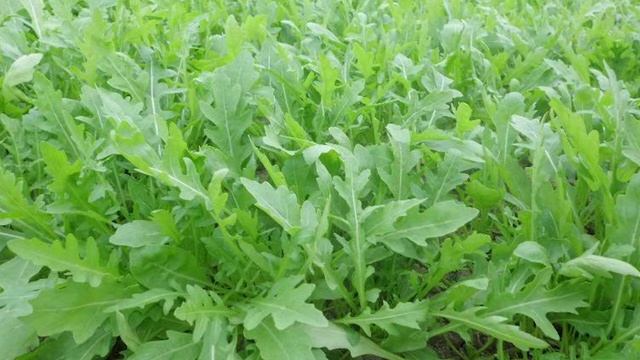 Это нужно знать каждому огороднику! Сколько солнечного цвета и воды требуется конкретным культурам смотреть онлайн