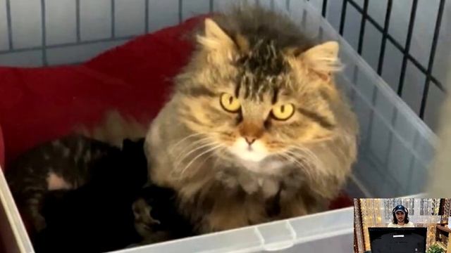 Женщина достала странную кошку из мусорного бака, а через 2 дня её ждал неожиданный сюрприз! смотреть онлайн