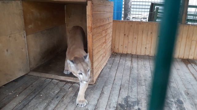 Пума Атос в нашем приюте смотреть онлайн