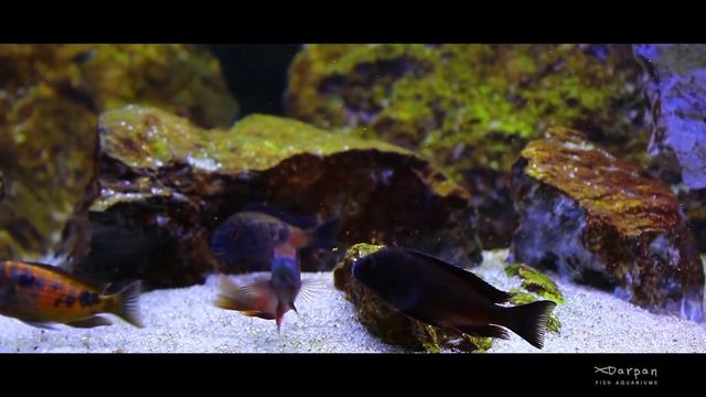Lake Tanganyika /Congo, Moliro смотреть онлайн