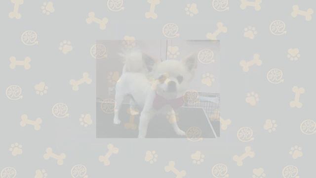 СТОИТ ЛИ заводить ЧИХУАХУА?/ мой опыт жизни с #чихуахуа смотреть онлайн