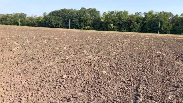 Озимая пшеница по озимой пшенице. Как это делаем мы. Урожайность по колосовым в 2022г 72-81ц/га. смотреть онлайн