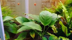 Анубиас. Содержание в аквариуме.