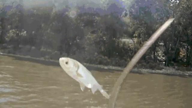 Рыбалка - это дело !!! смотреть онлайн