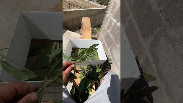 А ты где покупаешь #лавровыйлист