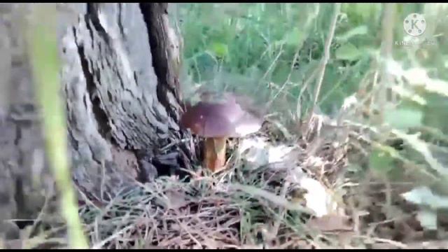 рыбалка Окунь 🐟🍉,Линь мелкие милый отпустил 😉👍🏻, Гриб 🍄"Полоневичи"05.09.2021г. смотреть онлайн