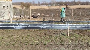 Обработка сада "бордосской смесью", опрыскивателем Сhampion -12