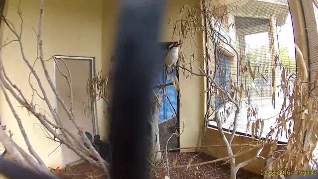 Cute and funny animals Kookaburra laugh: Gladys Porter Zoo смотреть онлайн