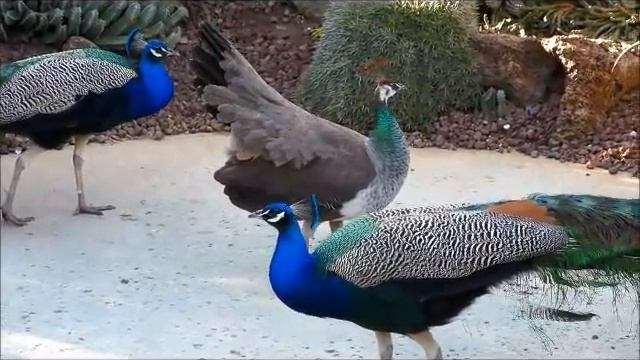 Peahen Displays for Peacocks смотреть онлайн