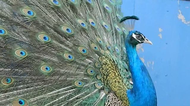 Как определить пол павлиненка! смотреть онлайн