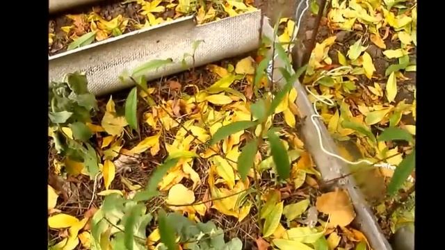 Уж небо осенью дышало, уж реже солнышко блистало смотреть онлайн