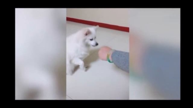 doggo gets heckin’ tricked смотреть онлайн