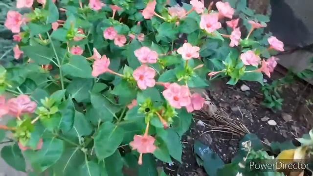 Мирабилис ОРАНЖ, "Утренняя зорька". смотреть онлайн