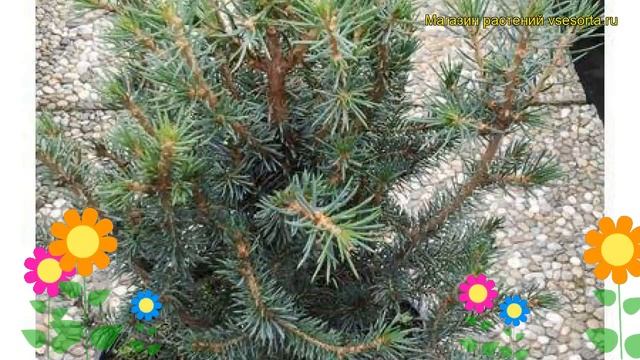 Ель ситхинская Нана. Краткий обзор, описание характеристик, где купить саженцы picea sitchensis Nan смотреть онлайн