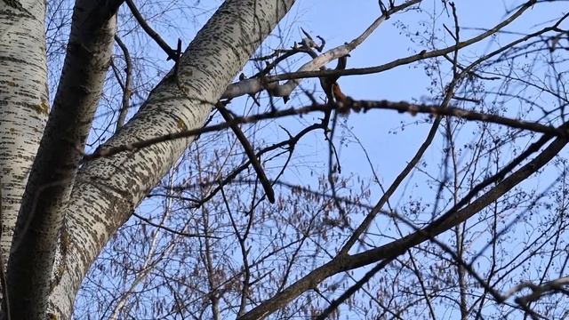 Белка обыкновенная. смотреть онлайн