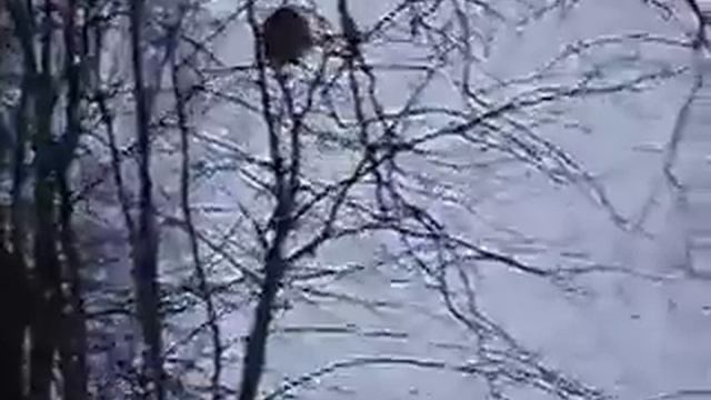 крысы,оказывается, умеют лазить по деревьям смотреть онлайн