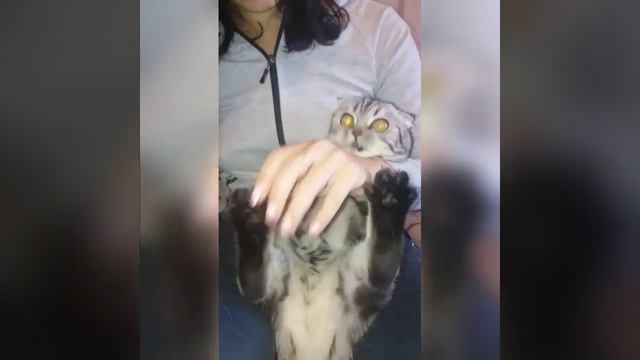 Подстригаем кошкам ногти смотреть онлайн