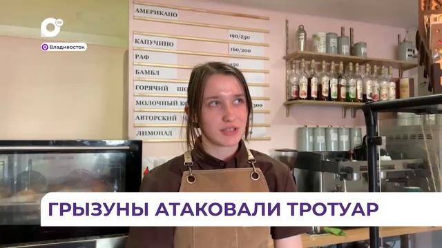 Стая крыс появилась во Владивостоке на Тополиной аллее смотреть онлайн