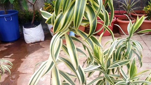 Song of India plant...(Dracaena Reflexa) Propogation and care.. смотреть онлайн
