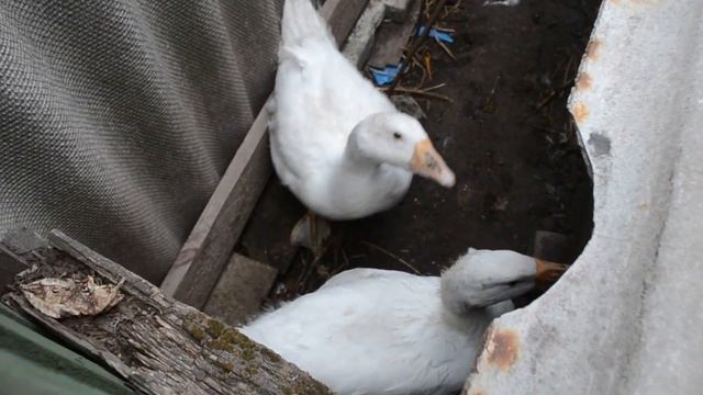 Прикольные гусята смотреть онлайн