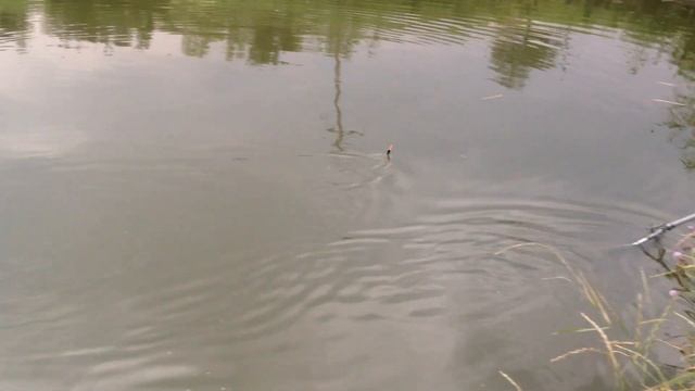 Белый Амур на 10 кг. смотреть онлайн