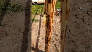 Забор из горбыля и необрезной доски. ч.1