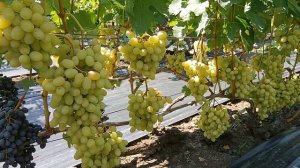 Виноград Ландыш (Загорулько В. В.) 09.08.24г.виноградник Король В. Н. Slava.King2007@mail.ru