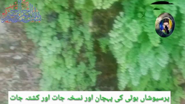 adiantum capillus-veneris benefit | ہنس راج بوٹی | پرشیوشاں کے فواد اور کشتہ جات смотреть онлайн