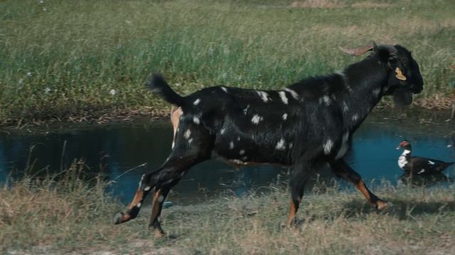 MAPO ~ Al2 El Aldeano ~ OFICIAL VIDEO ~ смотреть онлайн