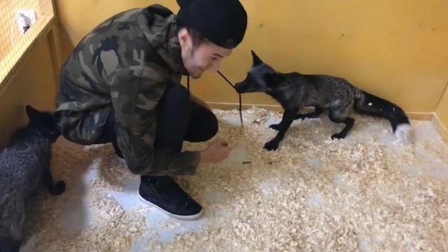 Чёрные Лисята смотреть онлайн