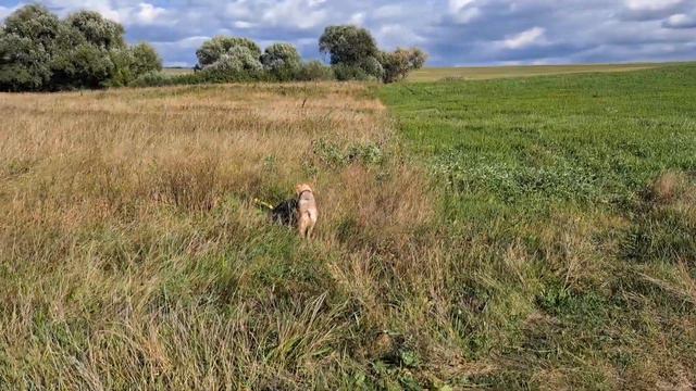 8.09.22Английский кокер спаниель, есть щенки с документами.Крым, доставка .+79786283326,+7978740285 смотреть онлайн