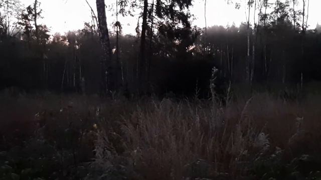 Лось пришёл на вабу смотреть онлайн