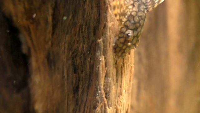 Ancistrus Wabenmuster (Медовые соты)