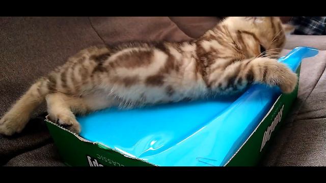 Котейка Фил и папка с документами (игры). смотреть онлайн