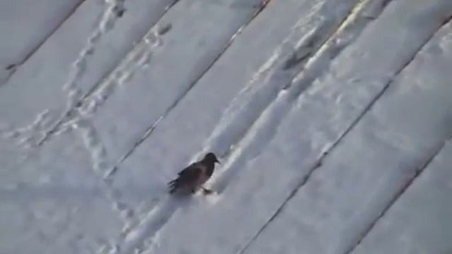 Ворона катается с горки на крышке ! смотреть онлайн