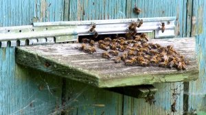 ЖУЖЖАНИЕ пчёл в улье. 1 час // @ratiana