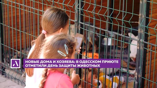 Новые дома и хозяева в одесском приюте отметили День защиты животных смотреть онлайн